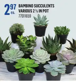 Canac Bambino Succulents Various 2 1/2 in Pot offer