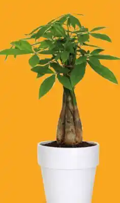 Canac Pachira Money Tree Various 5 in Ceramic Pot offer