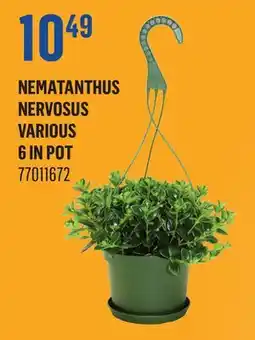 Canac Nematanthus Nervosus Various 6 in Pot offer