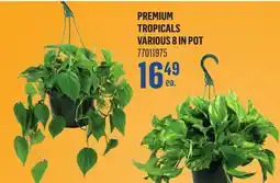 Canac Premium Tropicals Various 8 in Pot offer