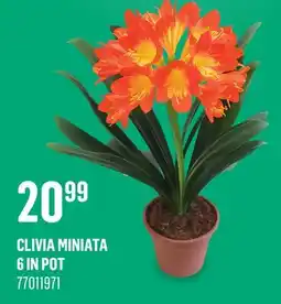 Canac Clivia miniata 6 in Pot offer