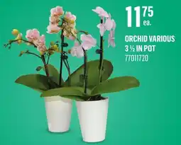 Canac Orchid Various 3 1/2 in Pot offer