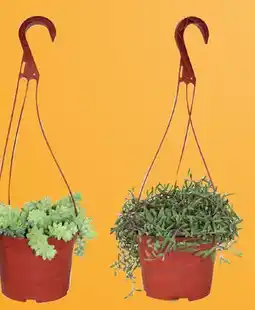 Canac Senecio Various 6 in Pot offer