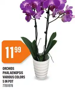 Canac Orchids Phalaenopsis 5 in Pot offer