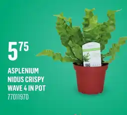 Canac Asplenium nidus Crispy Wave 4 in Pot offer