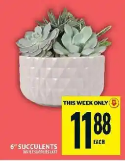 Food Basics 6” SUCCULENTS offer