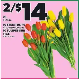 Independent City Market 10 STEM TULIPS offer