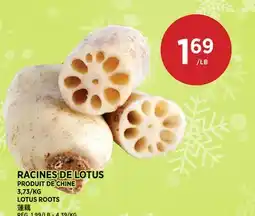 Kim Phat LOTUS ROOTS offer