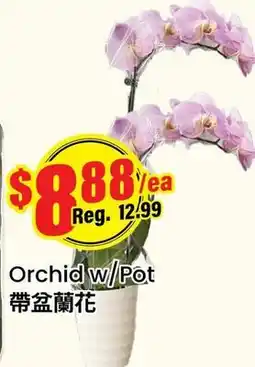 Btrust Supermarket Orchid w/ Pot offer