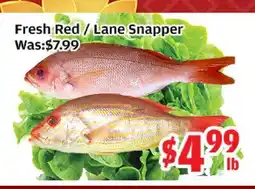 Top Food Supermarket Fresh Red / Lane Snapper offer