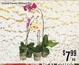 Nations Fresh Foods Orchid Flower Without Pot offer
