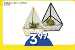 Rossy Succulents glass terrarium offer