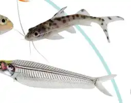 Petsmart SEMI - AGGRESSIVE FISH offer