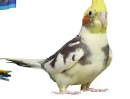 Petsmart COCKATIELS offer