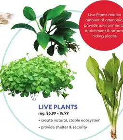 Petsmart LIVE PLANTS offer