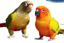 Petsmart CONURES offer