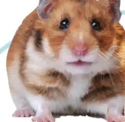 Petsmart HAMSTERS offer