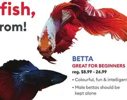 Petsmart BETTA GREAT FOR BEGINNERS offer