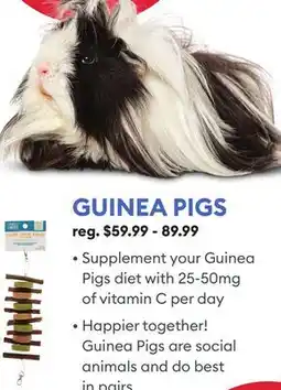 Petsmart GUINEA PIGS offer