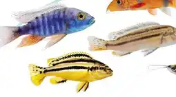 Petsmart CICHLIDS offer