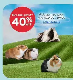 Petsmart Buy one, get 2nd 40% off guinea pigs offer