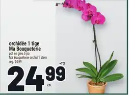 Metro ORCHIDÉE 1 TIGE MA BOUQUETERIE | MA BOUQUETERIE ORCHID 1 STEM offer