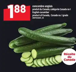 Maxi CONCOMBRE ANGLAIS | ENGLISH CUCUMBER offer