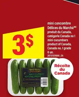 Maxi MINI CONCOMBRE DÉLICES DU MARCHÉ | MINI CUCUMBERS, 6 UN offer