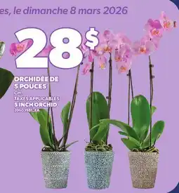 Provigo 5 INCH ORCHID offer
