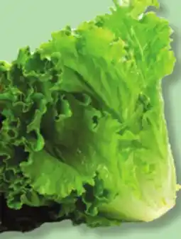 IGA GREEN LEAF LETTUCE offer