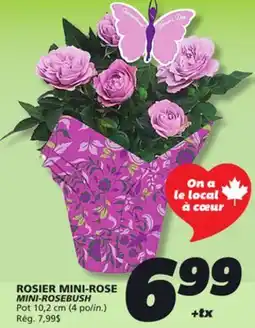 IGA MINI-ROSEBUSH offer
