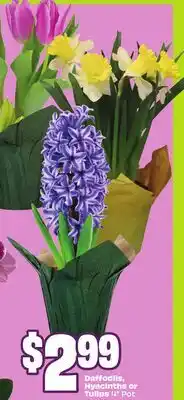 FreshCo Daffodils, Hyacinths or Tulips 4 Pot offer
