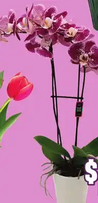 FreshCo Orchids 5 Deco Plastic Pot offer