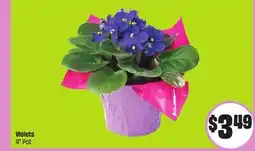 FreshCo Violets 4 Pot offer