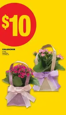 No Frills KALANCHOE offer