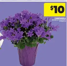 Real Canadian Superstore CAMPANULA offer