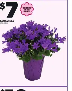 Loblaws CAMPANULA offer