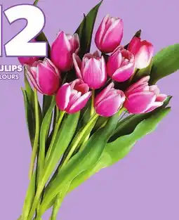 Loblaws 10 STEM TULIPS offer