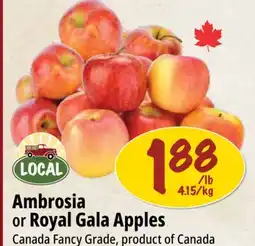 Farm Boy Ambrosia or Royal Gala Apples offer