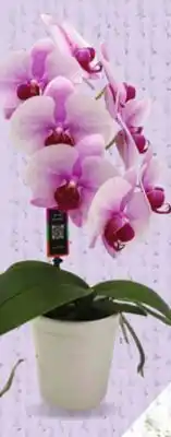 Metro ARTISTICAL LITTLE SWAN ORCHID offer