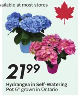 Sobeys Hydrangea in Self-Watering Pot offer