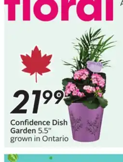 Sobeys Confidence Dish Garden offer
