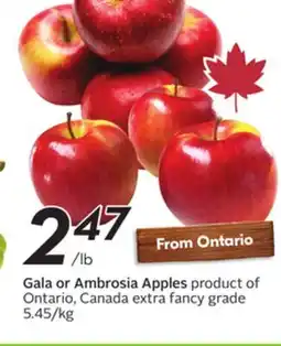 Sobeys Gala or Ambrosia Apples offer