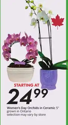 Sobeys Women's Day Orchids in Ceramic offer