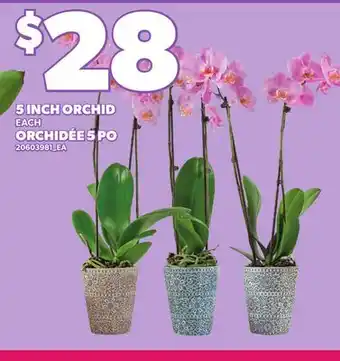 Independent Grocer 5 INCH ORCHID offer