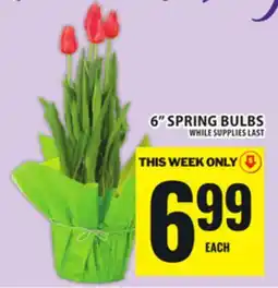Food Basics 6 SPRING BULBS offer