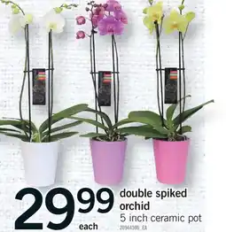 Fortinos DOUBLE SPIKED ORCHID, 5 INCH CERAMIC POT offer