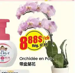 Btrust Supermarket Orchidée en Pot offer