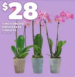 Independent City Market 5 INCH ORCHID offer