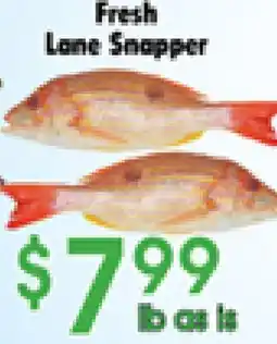 Danforth Food Market Fresh Lane Snapper offer